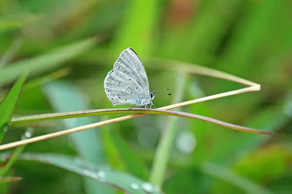 Papillon Blanc Sur Feuille Verte Dans Nature — Photo