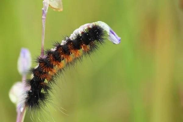 Caterpillar Trepa Sobre Ramas —  Fotos de Stock