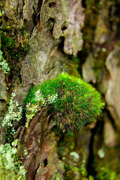 Moss Small Piece Wood Nature — Stock Photo, Image