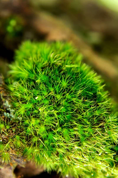 Moss Está Pequeno Pedaço Madeira Natureza — Fotografia de Stock
