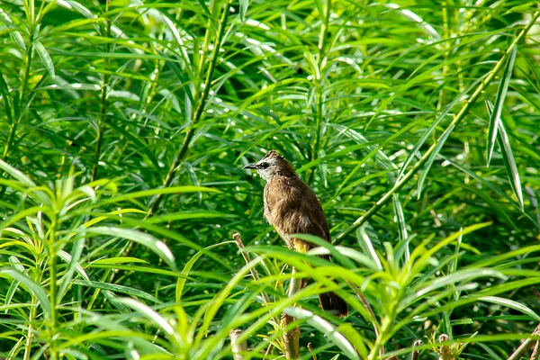 Pycnonotidae Знаходяться Гілках — стокове фото