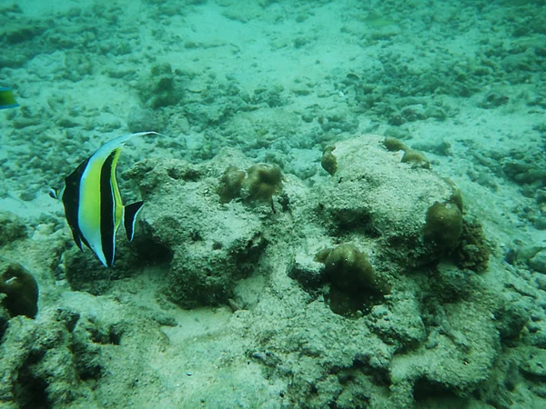 Peces Mar — Foto de Stock