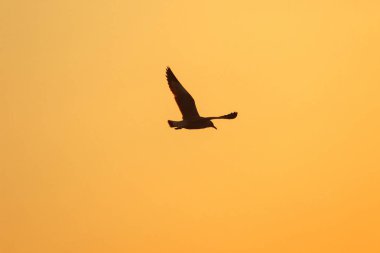 Gün batımının üzerinde uçan martı siluetleri. Güzel turuncu bir arka planı var.