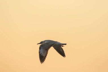 Gün batımının üzerinde uçan martı siluetleri. Güzel turuncu bir arka planı var.