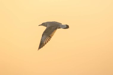 Gün batımının üzerinde uçan martı siluetleri. Güzel turuncu bir arka planı var.