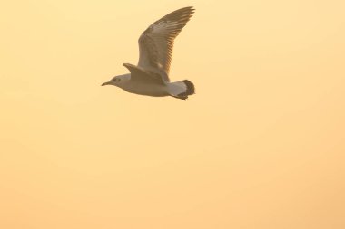 Gün batımının üzerinde uçan martı siluetleri. Güzel turuncu bir arka planı var.