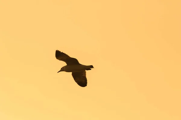 Silhuetas Gaivotas Voando Acima Pôr Sol Com Belo Fundo Laranja — Fotografia de Stock