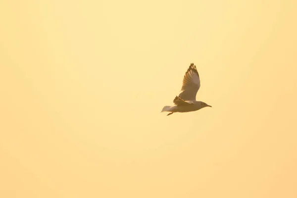 Silhouetten Von Möwen Die Über Dem Sonnenuntergang Fliegen Mit Einem — Stockfoto