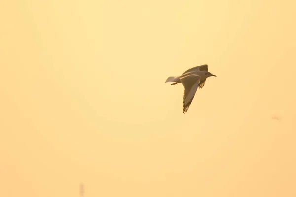 Silhouettes Seagulls Flying Sunset Beautiful Orange Background — Stock Photo, Image