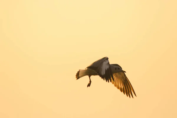 Silhouettes Seagulls Flying Sunset Beautiful Orange Background — Stock Photo, Image