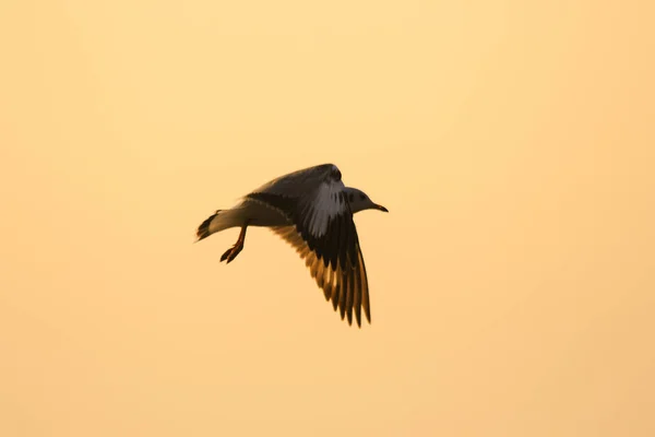 Silhouettes Mouettes Volant Dessus Coucher Soleil Avec Beau Fond Orange — Photo