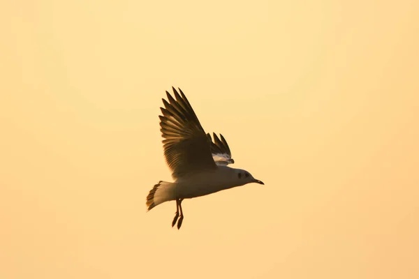 Silhouette Gabbiani Che Volano Sopra Tramonto Con Bellissimo Sfondo Arancione — Foto Stock