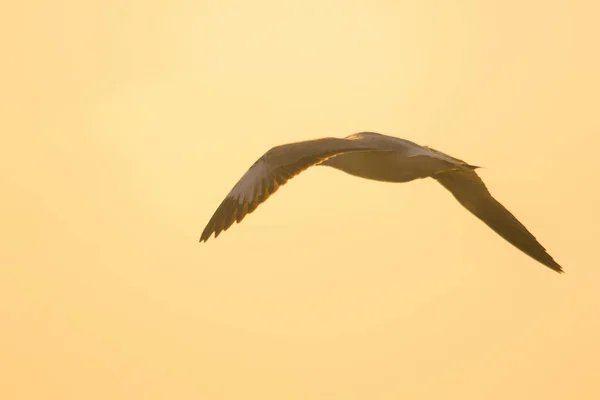 Silhuetas Gaivotas Voando Acima Pôr Sol Com Belo Fundo Laranja — Fotografia de Stock