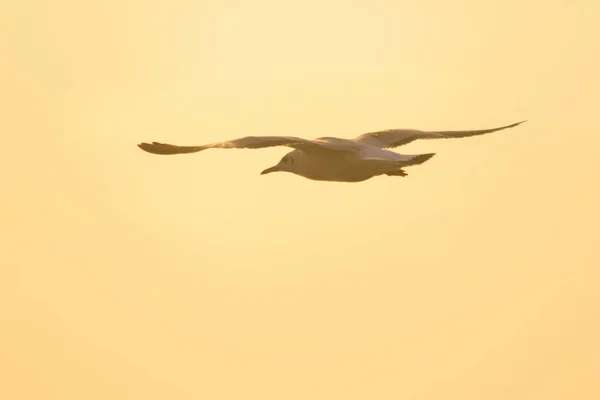 Silhuetas Gaivotas Voando Acima Pôr Sol Com Belo Fundo Laranja — Fotografia de Stock