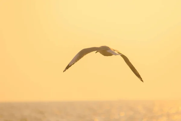 Silhouettes Mouettes Volant Dessus Coucher Soleil Avec Beau Fond Orange — Photo