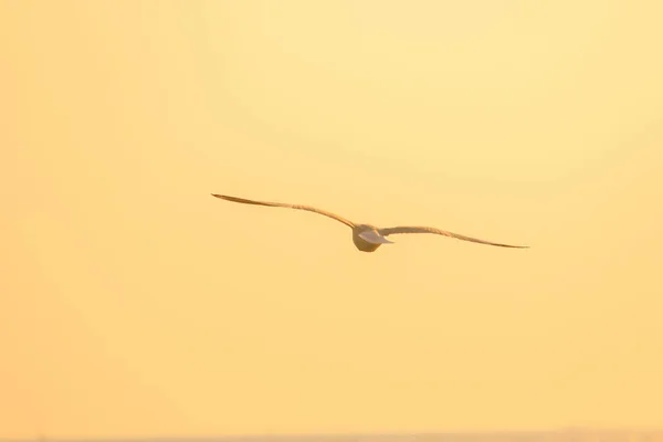 Силуети Чайок Літають Над Заходом Сонця Красивим Помаранчевим Тлом — стокове фото