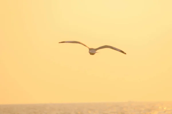 Silhouetten Van Meeuwen Die Boven Zonsondergang Vliegen Met Een Prachtige — Stockfoto