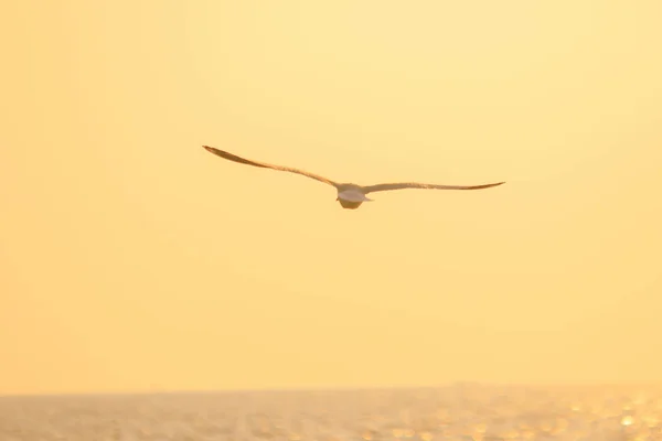Siluete Pescăruşi Zburând Deasupra Apusului Fundal Portocaliu Frumos — Fotografie, imagine de stoc
