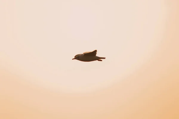Силуети Чайок Літають Над Заходом Сонця Красивим Помаранчевим Тлом — стокове фото