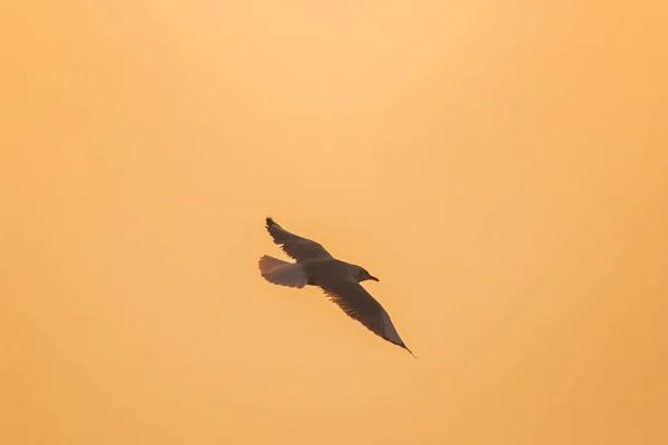 Silhuetter Måsar Som Flyger Ovanför Solnedgången Med Vacker Orange Bakgrund — Stockfoto
