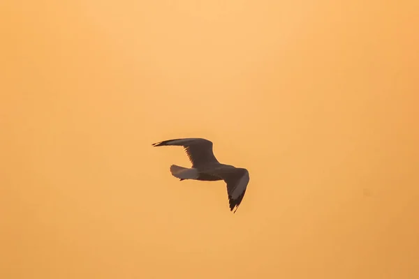 Silhuetas Gaivotas Voando Acima Pôr Sol Com Belo Fundo Laranja — Fotografia de Stock