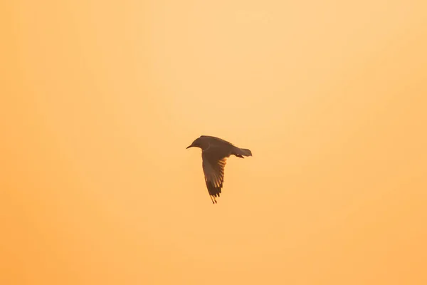 Silhouettes Mouettes Volant Dessus Coucher Soleil Avec Beau Fond Orange — Photo