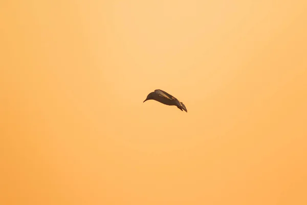 Siluetas Gaviotas Volando Por Encima Del Atardecer Con Hermoso Fondo —  Fotos de Stock