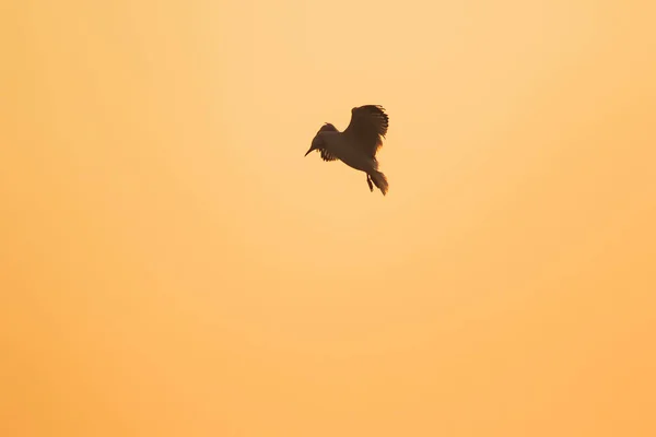 Silhouetten Von Möwen Die Über Dem Sonnenuntergang Fliegen Mit Einem — Stockfoto