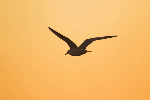 Silhouetten Van Meeuwen Die Boven Zonsondergang Vliegen Met Een Prachtige — Stockfoto