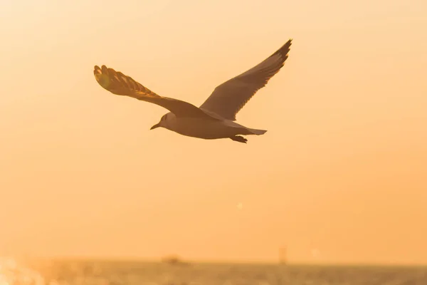 Silhuetter Måker Som Flyr Solnedgangen Med Vakker Oransje Bakgrunn – stockfoto