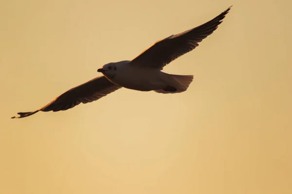 Silhouetten Van Meeuwen Die Boven Zonsondergang Vliegen Met Een Prachtige — Stockfoto