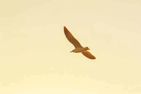 Silhouettes Seagulls Flying Sunset Beautiful Orange Background — Stock Photo, Image