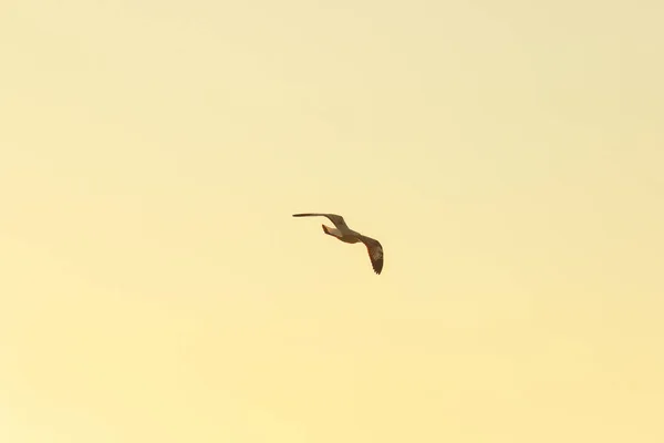 Silhouettes Seagulls Flying Sunset Beautiful Orange Background — Stock Photo, Image