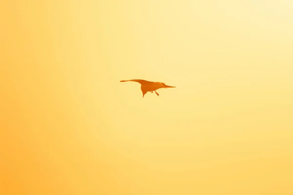 Siluete Pescăruşi Zburând Deasupra Apusului Fundal Portocaliu Frumos — Fotografie, imagine de stoc