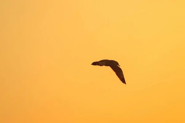 Sylwetki Mew Lecących Nad Zachodem Słońca Pięknym Pomarańczowym Tłem — Zdjęcie stockowe