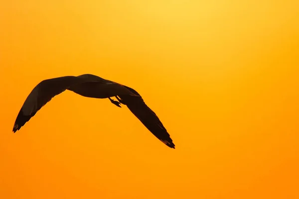 Silhouettes Mouettes Volant Dessus Coucher Soleil Avec Beau Fond Orange — Photo