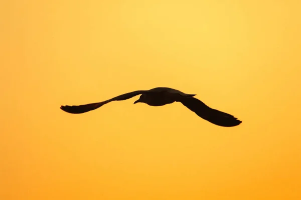 Silhouettes Seagulls Flying Sunset Beautiful Orange Background — Stock Photo, Image