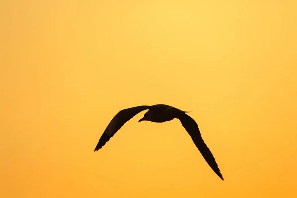 Silhouettes Seagulls Flying Sunset Beautiful Orange Background — Stock Photo, Image