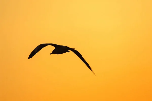 Silhuetas Gaivotas Voando Acima Pôr Sol Com Belo Fundo Laranja — Fotografia de Stock