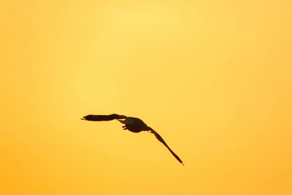 Sylwetki Mew Lecących Nad Zachodem Słońca Pięknym Pomarańczowym Tłem — Zdjęcie stockowe