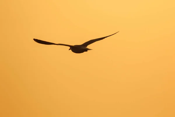 Silhuetter Måsar Som Flyger Ovanför Solnedgången Med Vacker Orange Bakgrund — Stockfoto