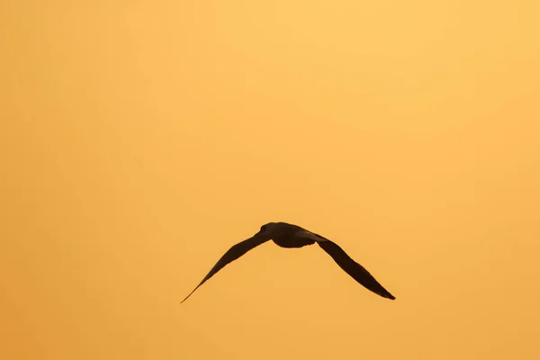 Silhuetas Gaivotas Voando Acima Pôr Sol Com Belo Fundo Laranja — Fotografia de Stock