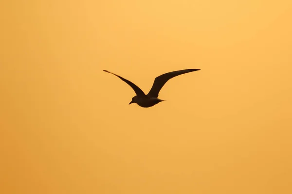 夕日の上を飛ぶカモメのシルエット 美しいオレンジの背景を持つ — ストック写真