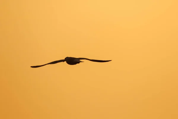 Silhouettes Mouettes Volant Dessus Coucher Soleil Avec Beau Fond Orange — Photo