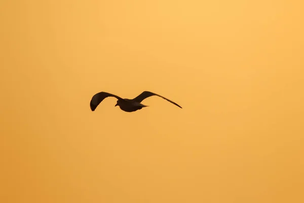 Silhuetter Måsar Som Flyger Ovanför Solnedgången Med Vacker Orange Bakgrund — Stockfoto