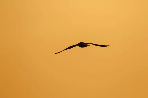 Silhouettes Seagulls Flying Sunset Beautiful Orange Background — Stock Photo, Image