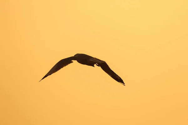 Silhouetten Von Möwen Die Über Dem Sonnenuntergang Fliegen Mit Einem — Stockfoto