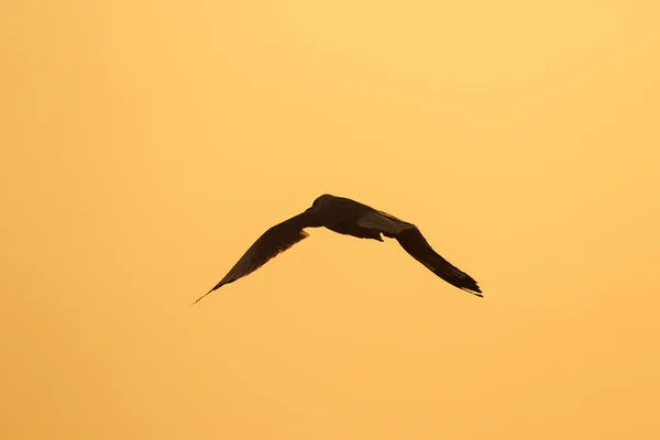 Silhuetas Gaivotas Voando Acima Pôr Sol Com Belo Fundo Laranja — Fotografia de Stock