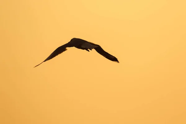 Silhouettes Mouettes Volant Dessus Coucher Soleil Avec Beau Fond Orange — Photo