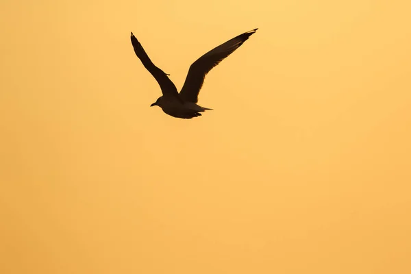 Silhuetas Gaivotas Voando Acima Pôr Sol Com Belo Fundo Laranja — Fotografia de Stock